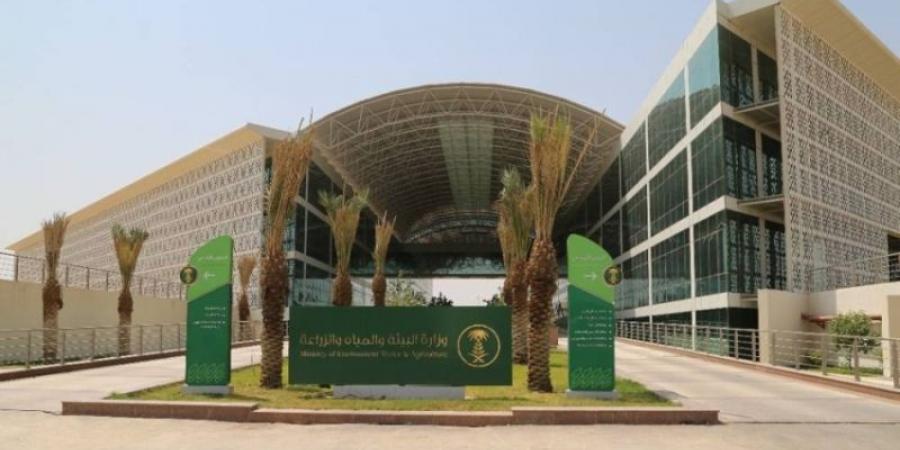 البيئة: أكثر من (2.2) مليون رأس من الإبل في المملكة تجسد أهمية الموروث الوطني في تعزيز الأمن الغذائي ودعم الاقتصاد