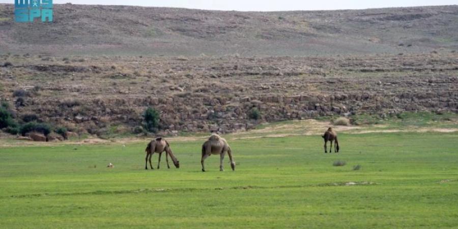 الغطاء النباتي يبدأ في إصدار تصاريح الرعي بعدد من الفياض والمتنزهات الوطنية
