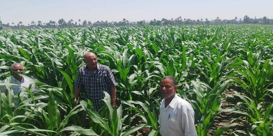 محافظ أسيوط يؤكد أهمية متابعة المحاصيل الزراعية