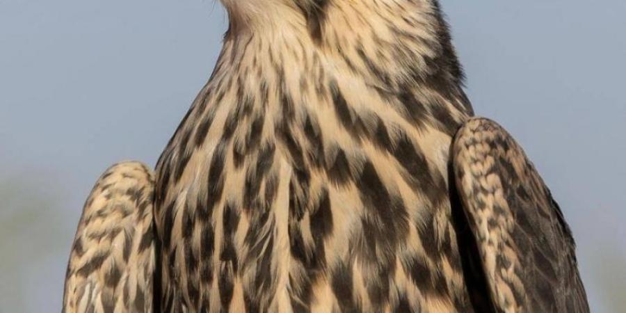 نادي الصقور السعودي يرفع أعداد الوكري المهدد بالانقراض إلى 14 صقرًا عبر برنامج هدد