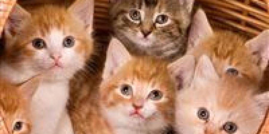 لو انت بتربي قطط.. هذه أمراض خطيرة تسببها للإنسان ونصائح لتجنب العدوى
