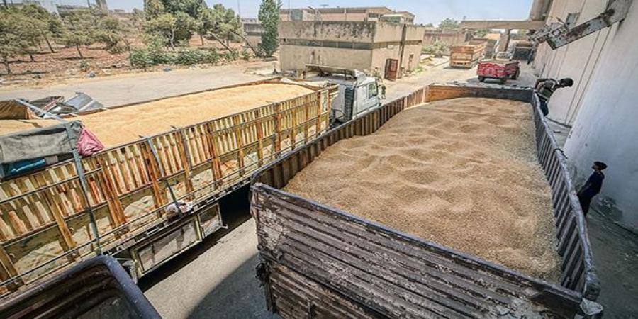 السورية للحبوب: استلام 212826 طن قمح من محصول 2025 حتى الآن