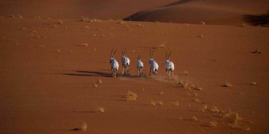 تسجيل محمية عروق بني معارض في القائمة الخضراء للاتحاد الدولي لحماية الطبيعة