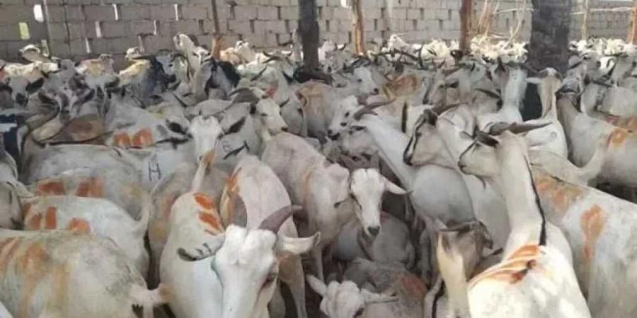 أسواق عدن تترقب.. أسعار المواشي اليوم 24-6-2025 تسجل تفاوتات في الأبقار والماعز والإبل