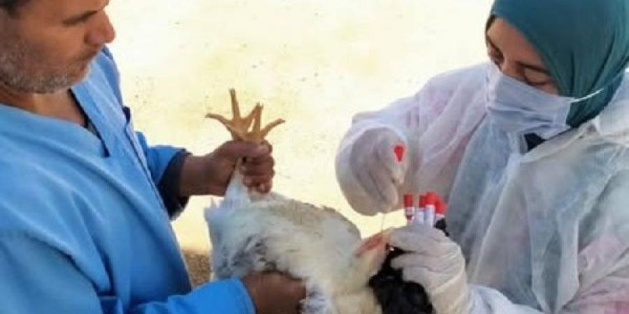 "الزراعة" تواصل أعمال التقصي والتحصين بمزارع واسواق الدواجن