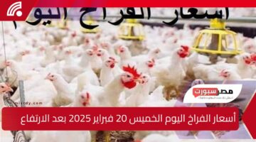 اسعار الفراخ في الأ اسواق المصرية اليوم الخميس 20 فبراير 2025 بعد الأرتفاع الأخير