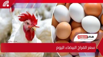 هدوء يسبق العاصفة.. استقرار سعر الفراخ البيضاء اليوم الإثنين 24/2/2025