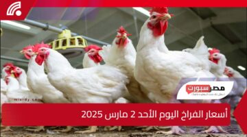 “لو هتتسحر بيض أنهاردة شوف سعر البيض وصل لكام” أسعار الفراخ اليوم الأحد 2 مارس 2025 في الأسواق وأسعار البيض الأحمر والأبيض